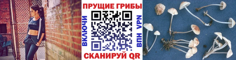 цена наркотик  Андреаполь  Галлюциногенные грибы Psilocybe 